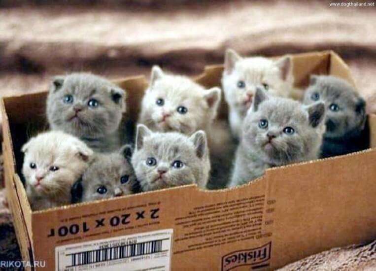 แมวอยู่ในกล่อง 