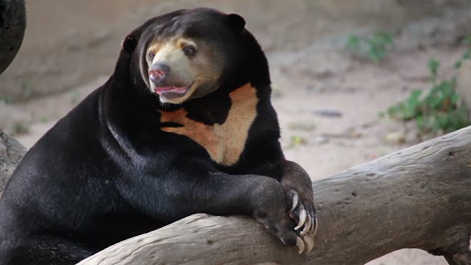 หมีหมา (MALAYAN SUN BEAR) 